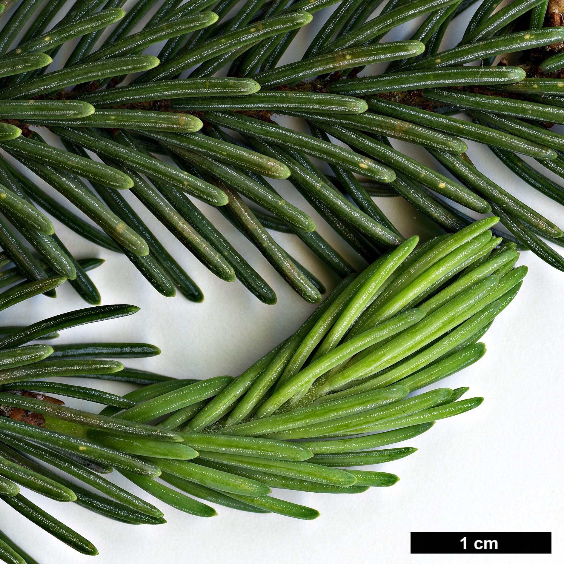 High resolution image: Family: Pinaceae - Genus: Picea - Taxon: likiangensis - SpeciesSub: var. rubescens